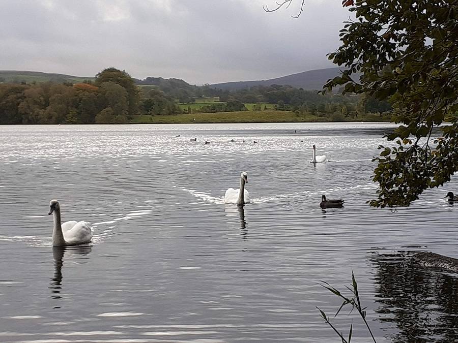 Swans at Talkin Tarn